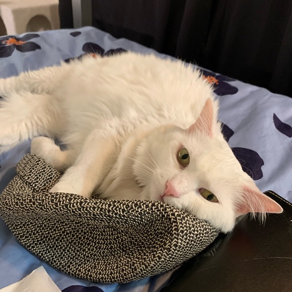 Meet your Posher, Ramona - Picture 1 of 1